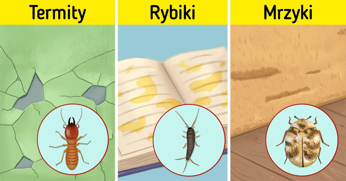 8 oznak, że do twojego domu wprowadziło się robactwo 8 oznak, że do twojego domu wprowadziło się robactwo
