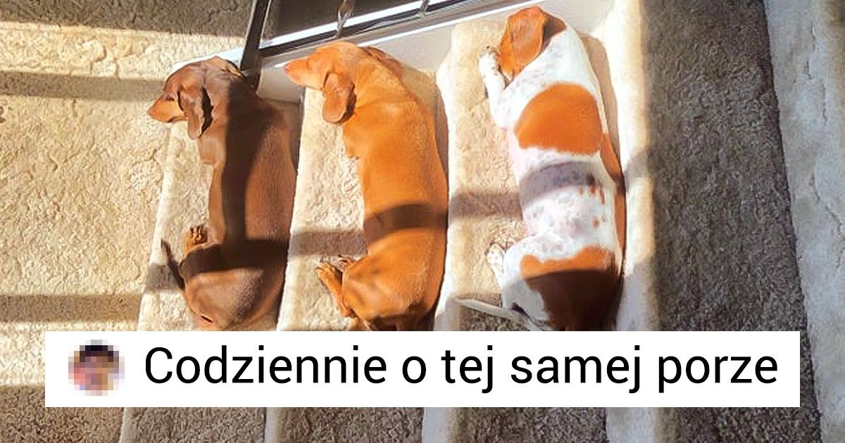 Ponad 20 zwierząt, które wiedzą, jak zająć odpowiednie miejsce, zwłaszcza to w twoim sercu