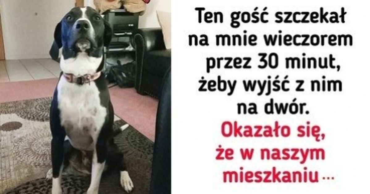 16 zwierzaków, które zasługują na 1000 medali