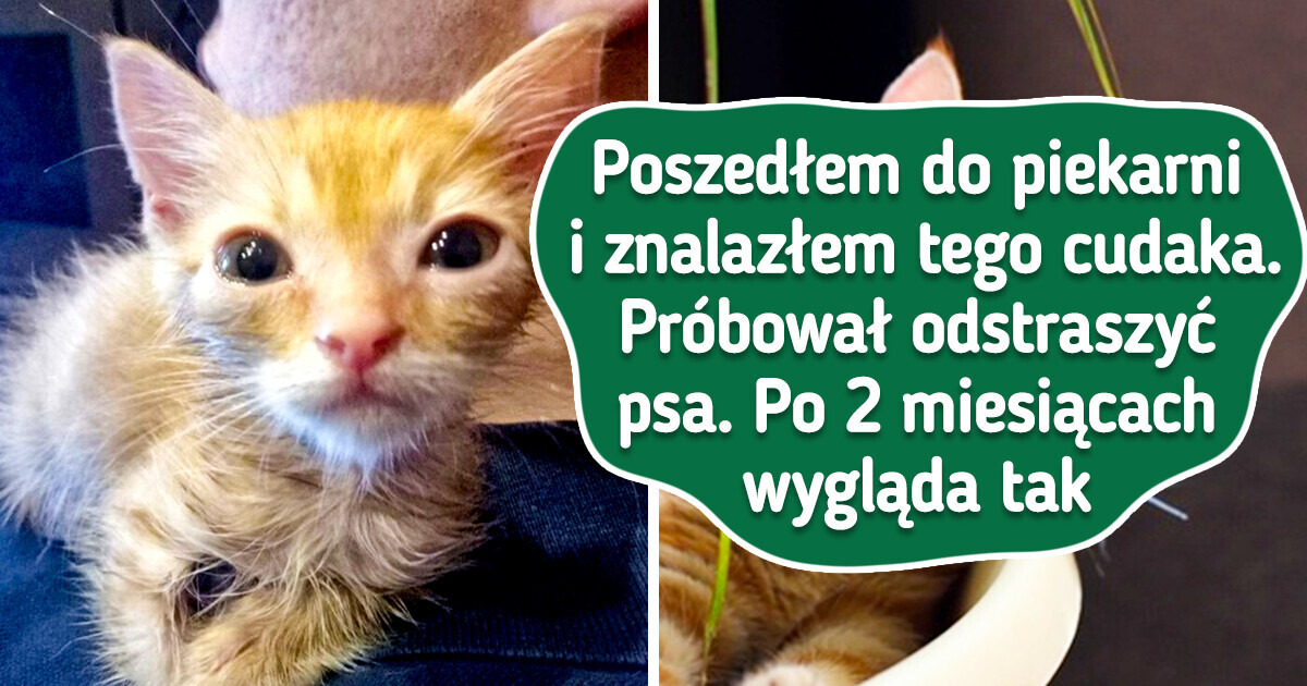 20 zwierzaków, które dzięki uśmiechowi losu zyskały nową rodzinę