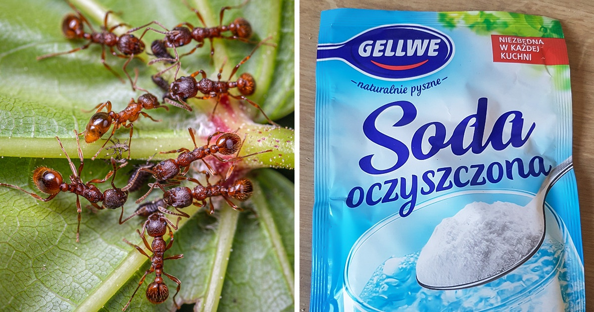 5 sposobów na wykorzystanie sody oczyszczonej w ogrodzie