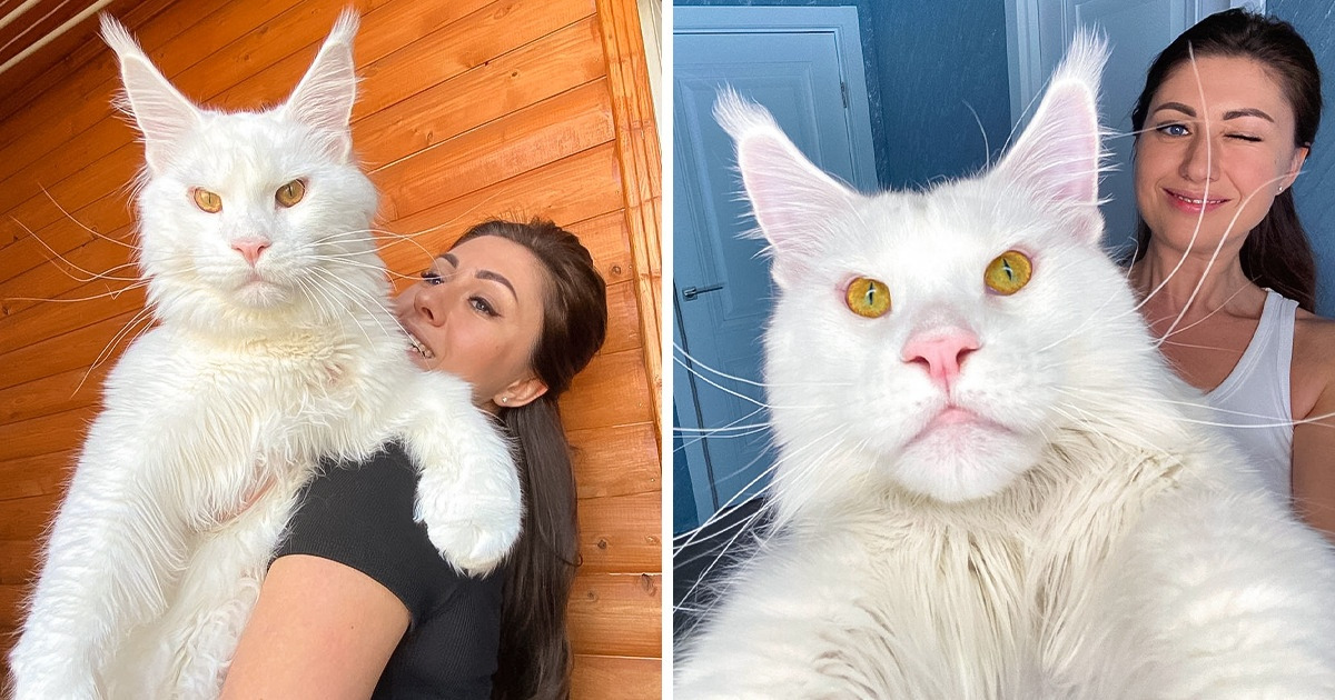 Poznajcie Kefira — kocię rasy maine coon, które waży ponad 12 kilogramów i wciąż rośnie!