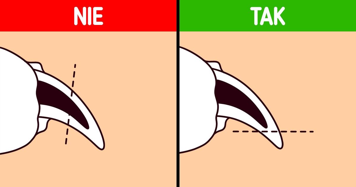 Jak poprawnie przyciąć psu pazury w domu Jak poprawnie przyciąć psu pazury w domu