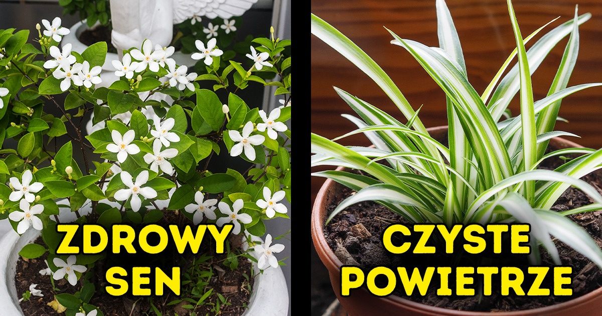15 roślin doniczkowych, które wpływają korzystnie na zdrowie