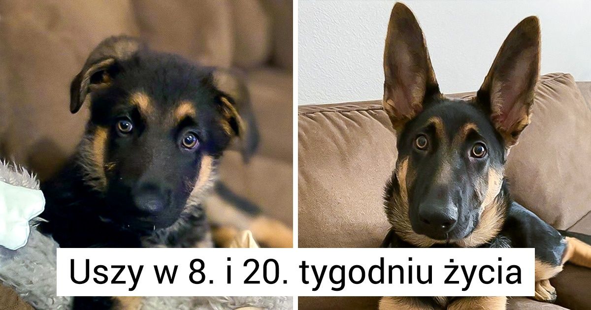 26 dowodów na to, że owczarek niemiecki to nadzwyczajna rasa, która podbija nasze serca
