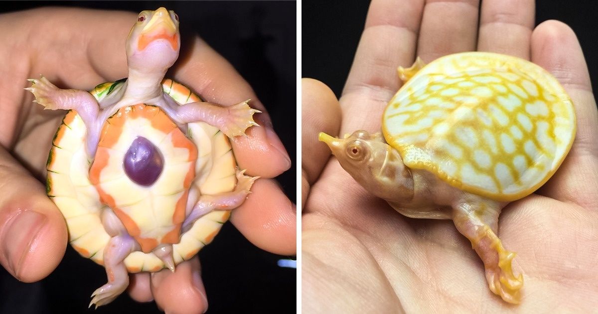 14 zdjęć żółwi albinosów, które są żywym dowodem bezgranicznej kreatywności Matki Natury 14 zdjęć żółwi albinosów, które są żywym dowodem bezgranicznej kreatywności Matki Natury