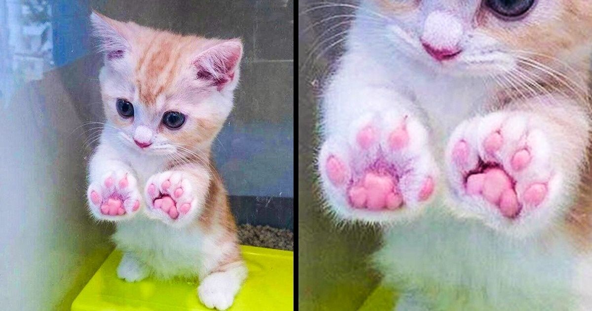 20 zdjęć, które odstresują cię po ciężkim dniu