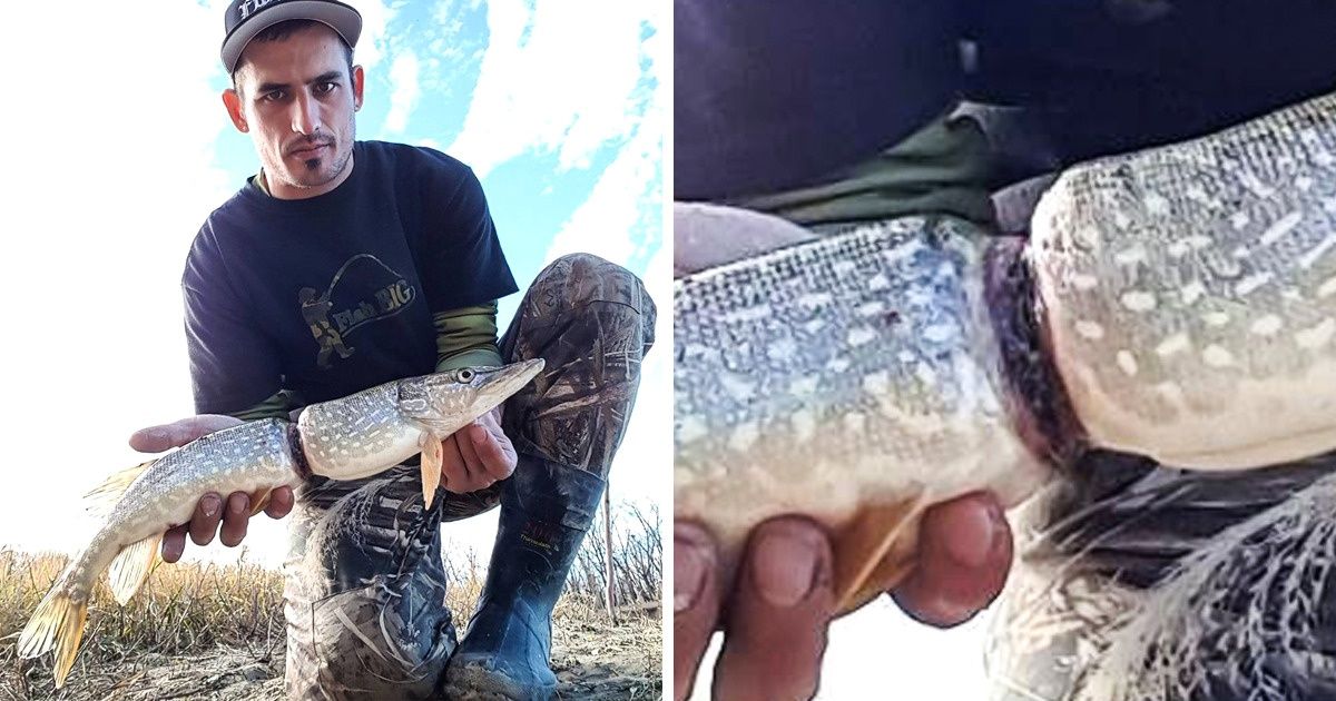 12 przykładów na to, że każda wyrzucona plastikowa butelka zagraża zwierzętom