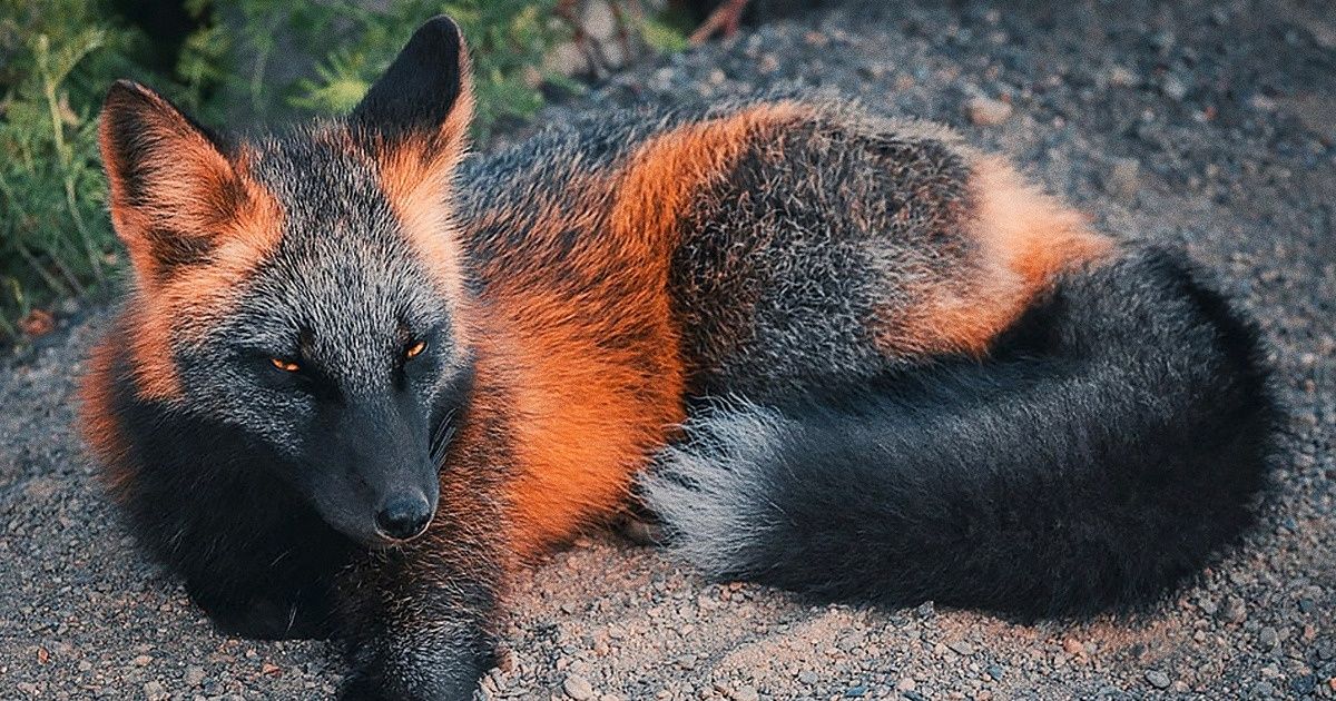 20 zwierzaków, które doskonale uosabiają pomysłowość natury