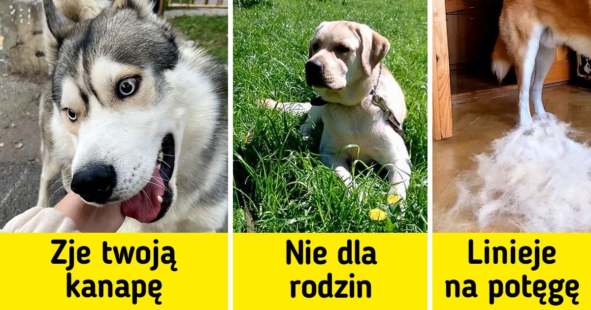 11 popularnych ras psów, które nie dla każdego będą odpowiednie 11 popularnych ras psów, które nie dla każdego będą odpowiednie
