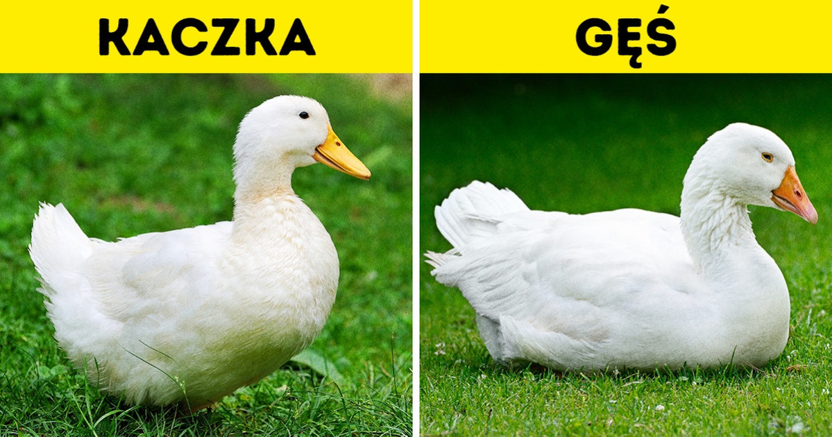 13 par niemal identycznych zwierząt (i jak je rozróżniać)