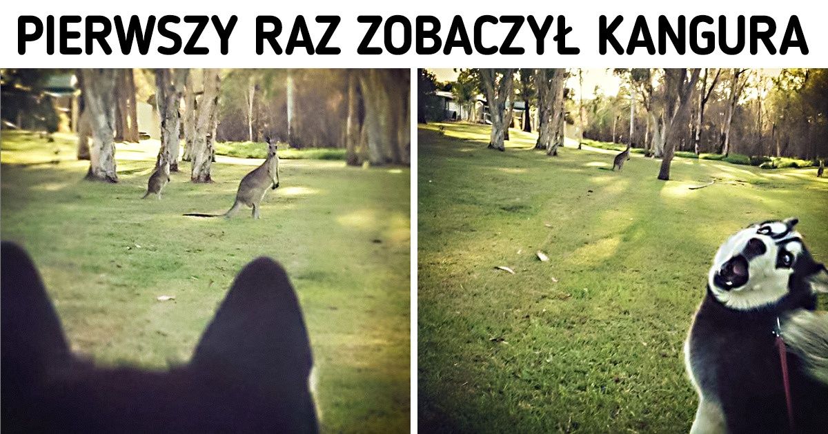 19 zwierzaków, których misją jest rozweselanie ludzi