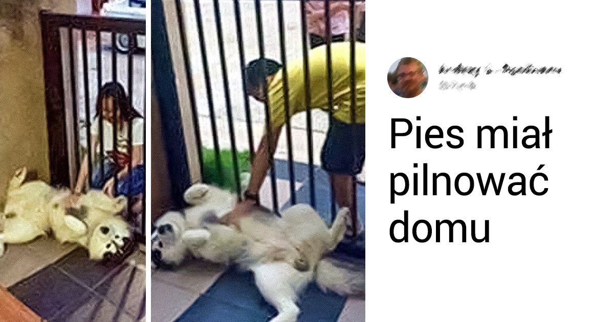 15 psów, które chciały dobrze, ale czasem po prostu im nie wyszło