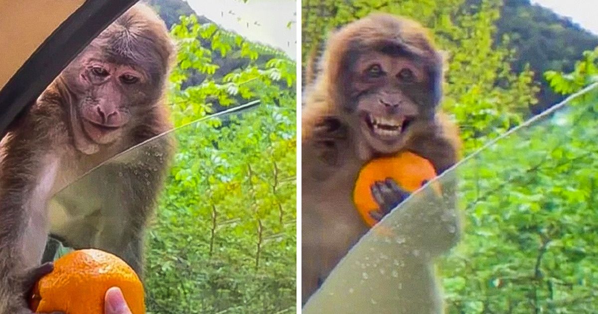 21 zwierzaków, które do szczęścia potrzebują bardzo niewiele. Powinniśmy brać z nich przykład!