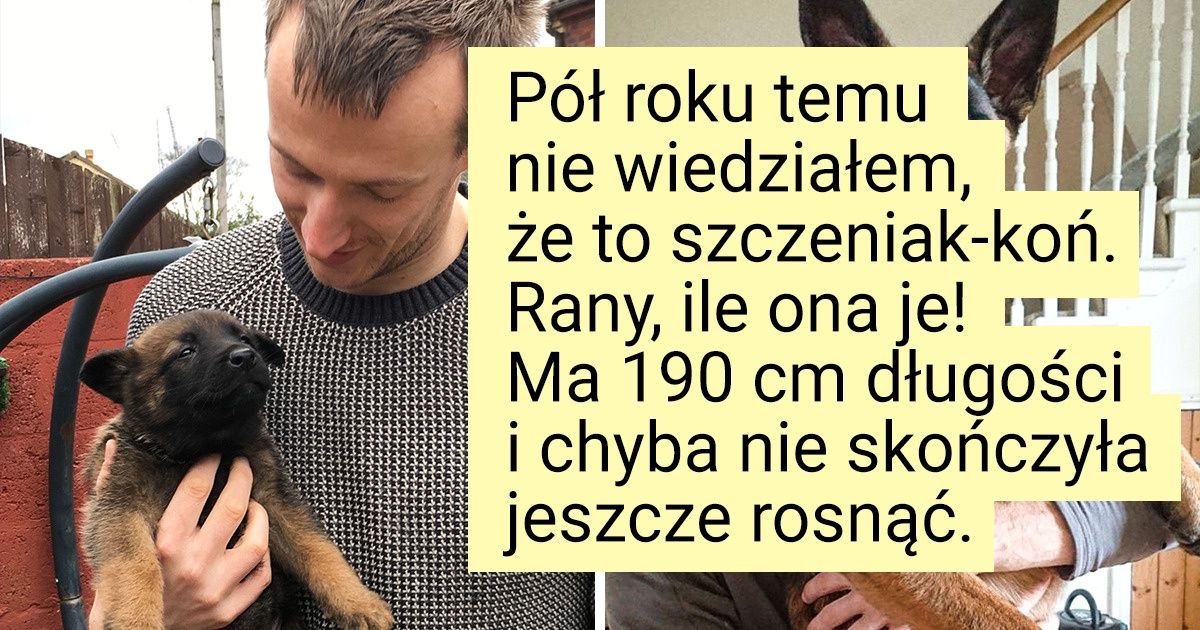22 osoby, które zdawały sobie sprawę, że ich zwierzęta urosną, ale nie wiedziały, że aż tak bardzo