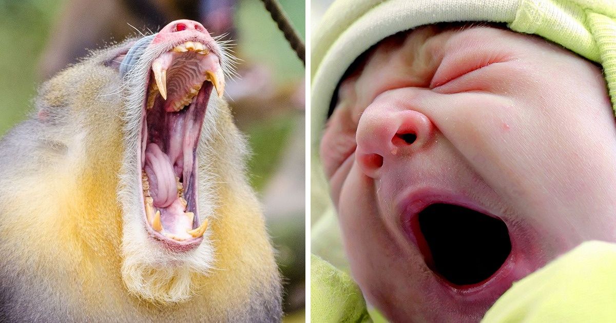 Spróbuj obejrzeć te zdjęcia i nie ziewnąć