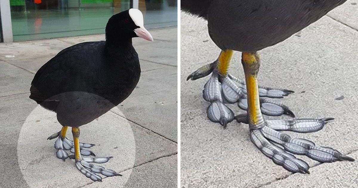 Ten ptak ma wyjątkowe stopy, które wyglądają jak pióra (11 zdjęć)