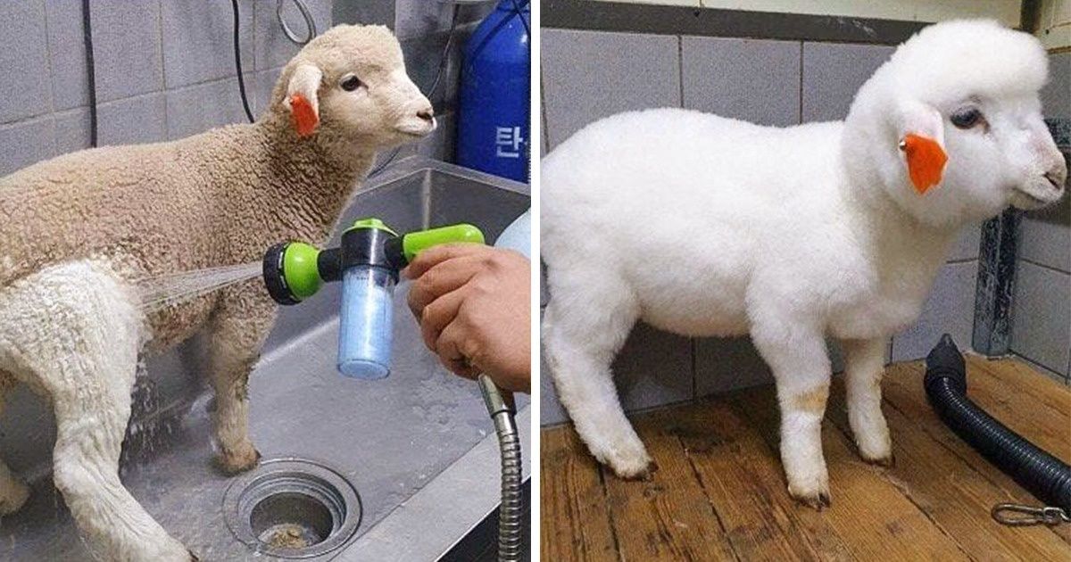 23 zdjęcia zwierzaków „przed i po” — są jak niebo i ziemia!