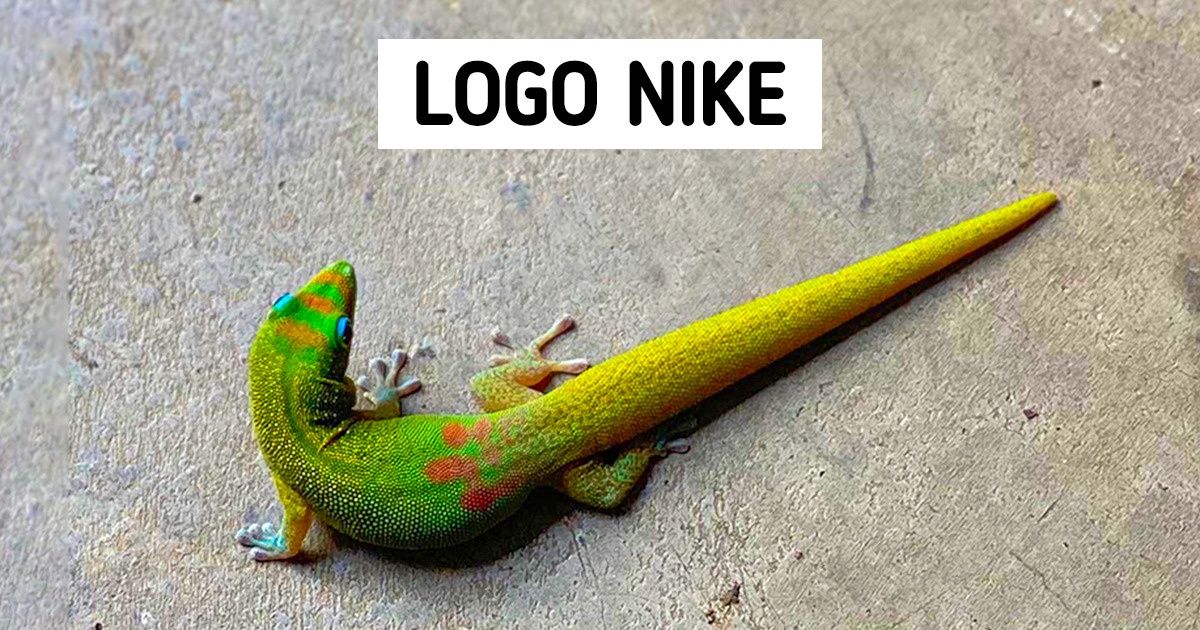 18 fotografii, na których po mistrzowsku udało się złapać idealny moment