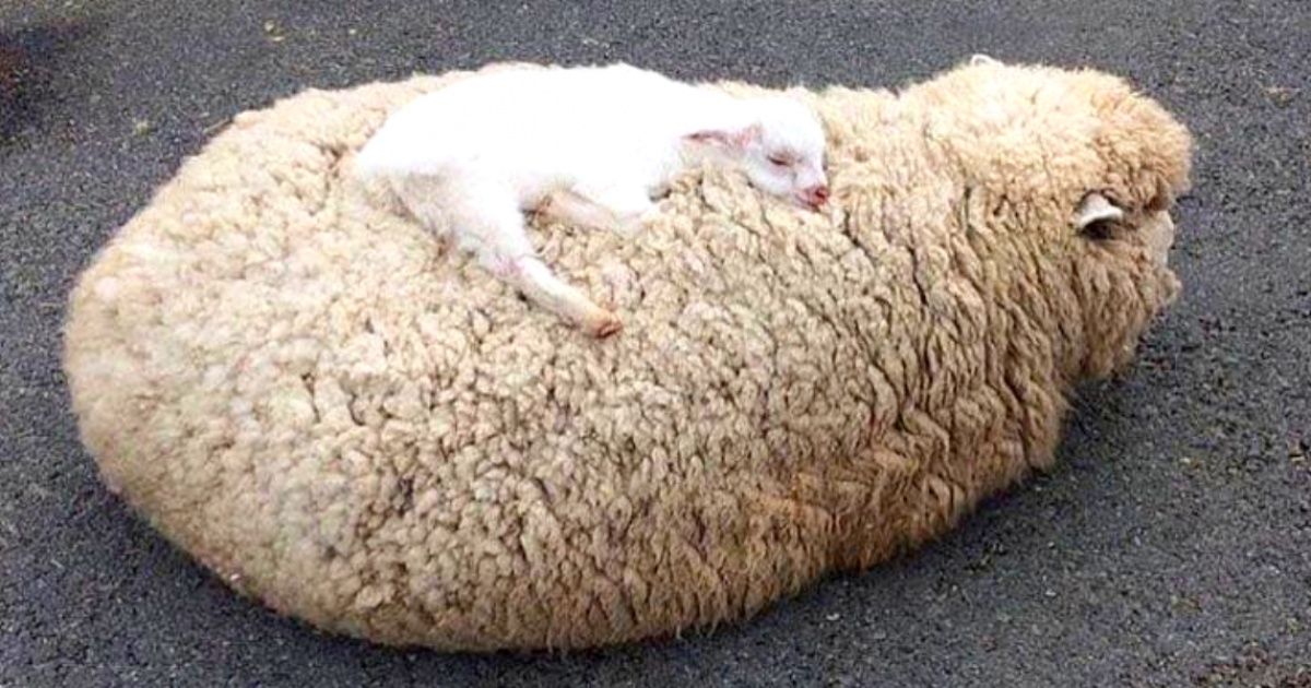 20 młodych zwierzątek, które uwielbiają tłamsić swoje mamy czułością