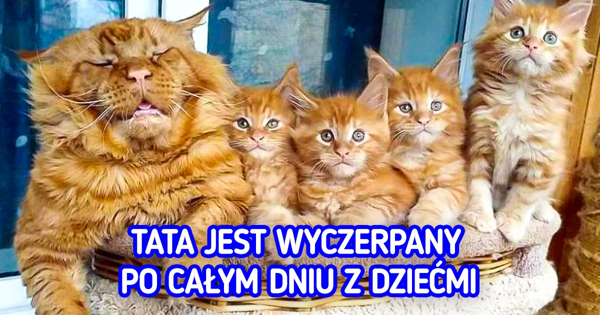 10 zwierząt, które w poprzednim życiu musiały być ludźmi 10 zwierząt, które w poprzednim życiu musiały być ludźmi