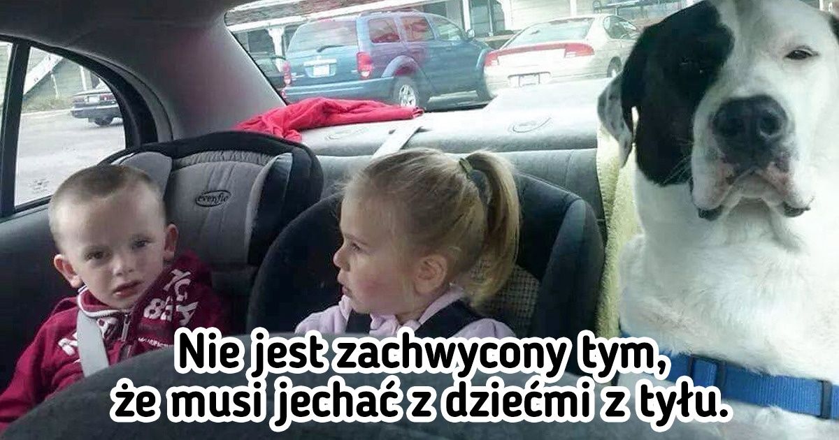24 zdjęcia udowadniające, że nasi czworonożni przyjaciele są prawie tacy sami jak ludzie