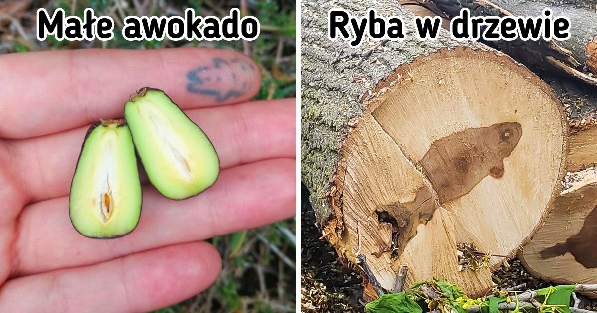 20 przykładów artystycznego kunsztu Matki Natury, które zwaliły nas z nóg