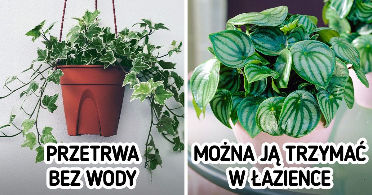 15 mało wymagających roślinek, które zrobią z ciebie wyśmienitego ogrodnika