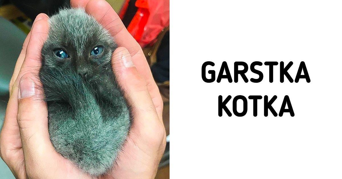 22 zdjęcia, które odstresują cię lepiej niż tabletki