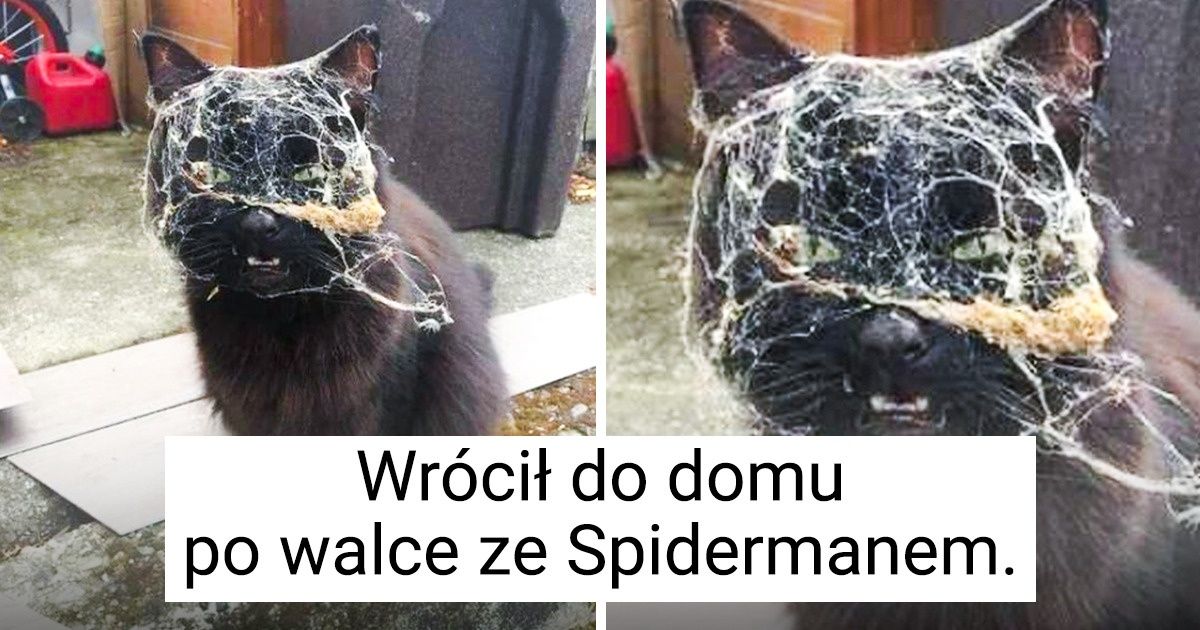 14 zwierząt, które mają w życiu więcej przygód niż Indiana Jones 14 zwierząt, które mają w życiu więcej przygód niż Indiana Jones