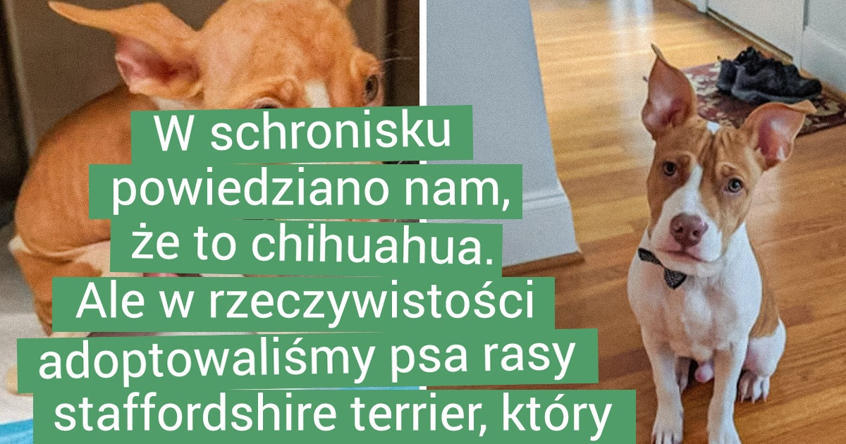 19 osób, które nie mogły przejść obojętnie obok bezdomnych zwierząt i dały im nowe życie