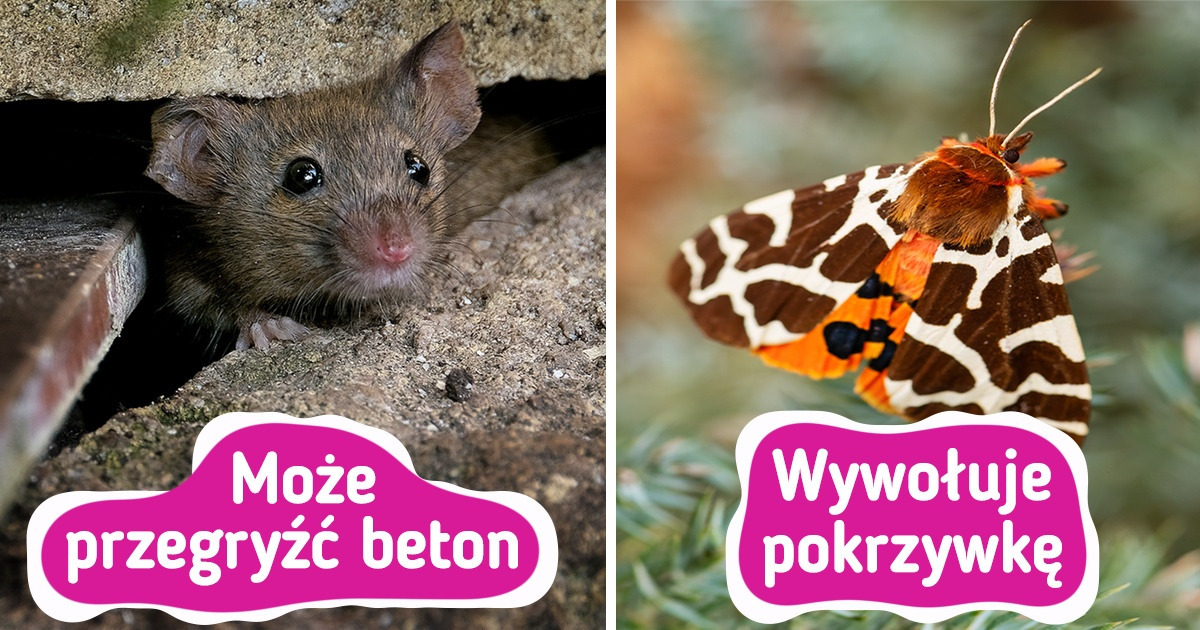 10 zwierząt, które wyglądają niewinnie, a w rzeczywistości są bardzo niebezpieczne 10 zwierząt, które wyglądają niewinnie, a w rzeczywistości są bardzo niebezpieczne