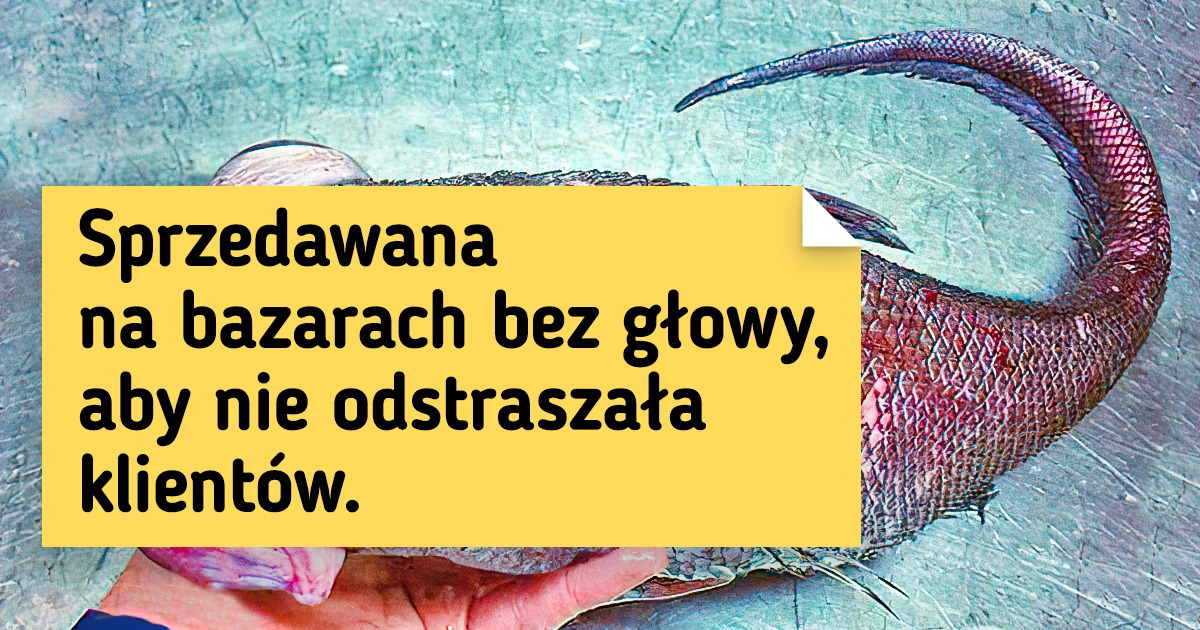 27 niespotykanych zwierząt, które z łatwością mogłyby być głównymi bohaterami filmów fantasy