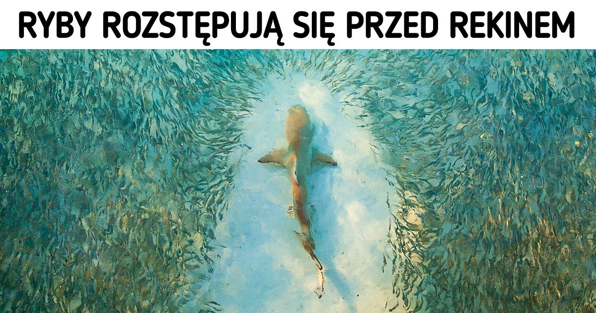 15 zwierząt, które rządzą światem
