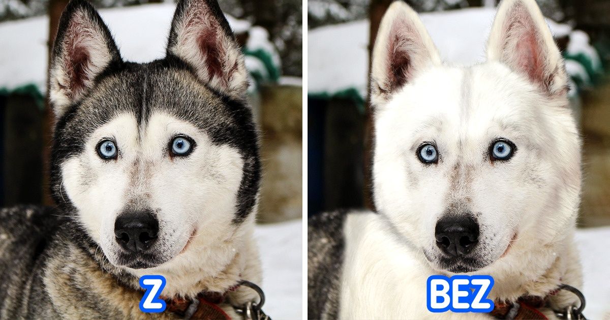 20 zwierząt bez swoich charakterystycznych cech 20 zwierząt bez swoich charakterystycznych cech