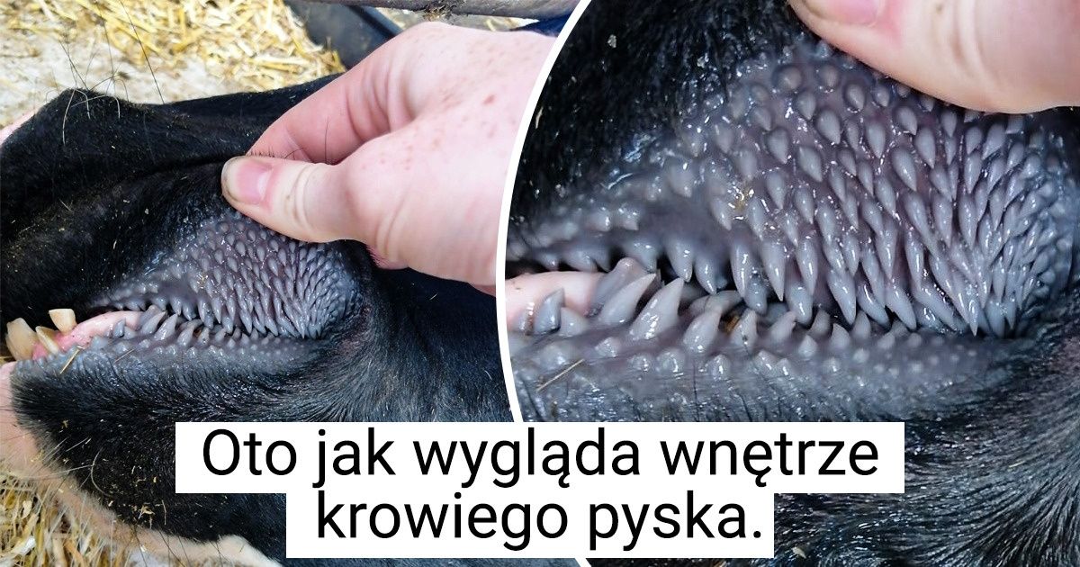 15 perełek stworzonych przez naturę. Aż trudno uwierzyć, że są prawdziwe