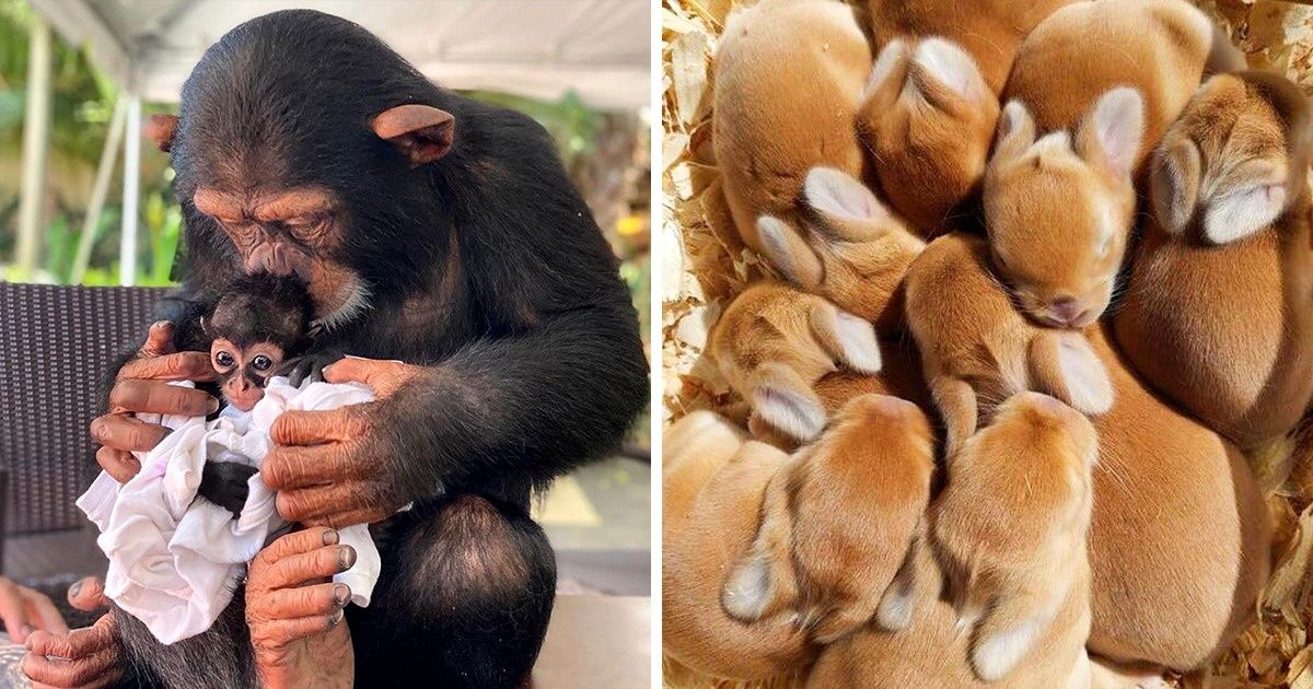 Jak przetrwać jesień? Wystarczą czułe uściski! (16 zdjęć) Jak przetrwać jesień? Wystarczą czułe uściski! (16 zdjęć)