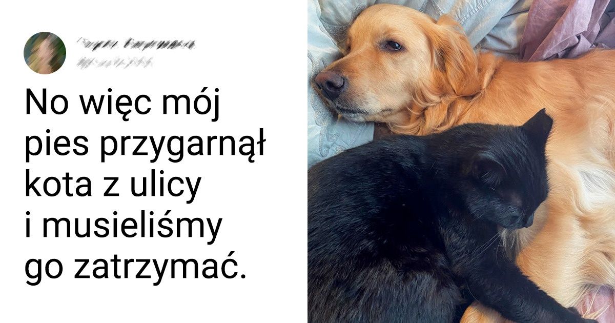 20 zwierząt, które spotkały swojego anioła stróża we właściwym momencie