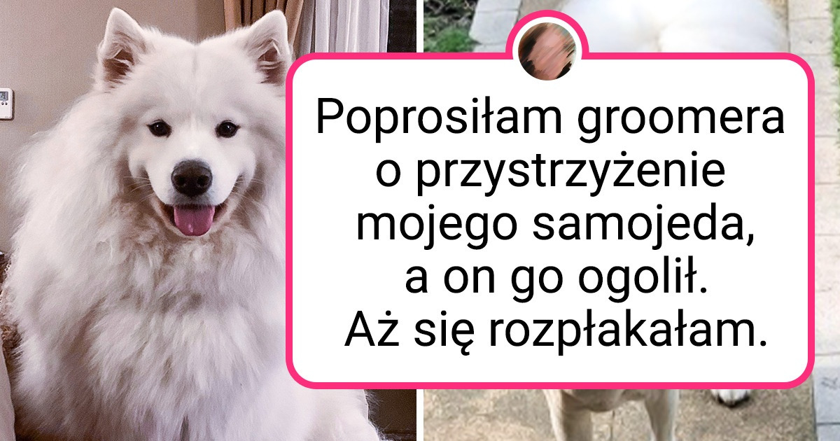 25 zwierzaków, które wróciły od fryzjera całkowicie odmienione