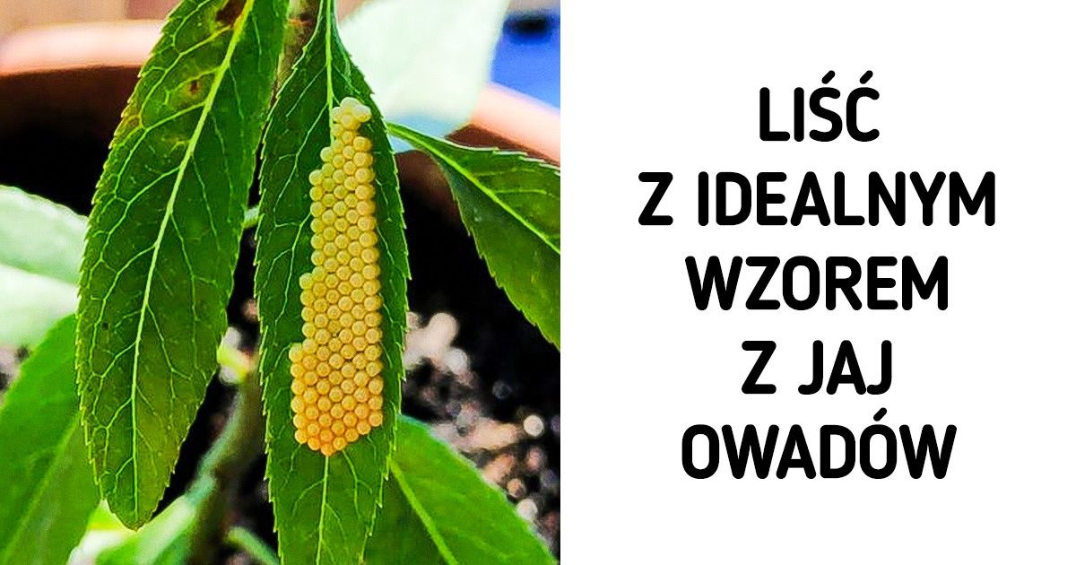 Życie jest pełne niespodzianek! Przedstawiamy 25 dowodów