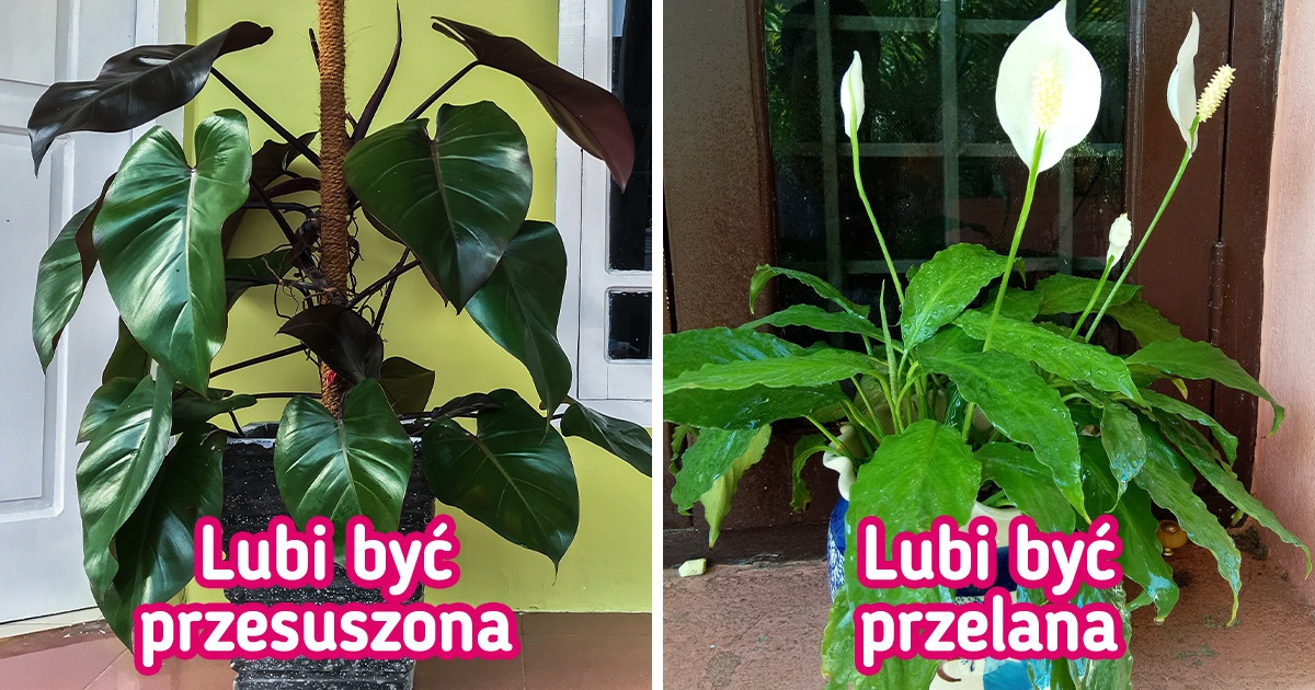 8 roślin, które zniosą każde warunki