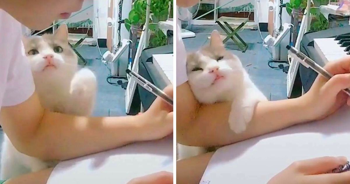 Z badań wynika, że twój kot uważa cię za swojego rodzica Z badań wynika, że twój kot uważa cię za swojego rodzica