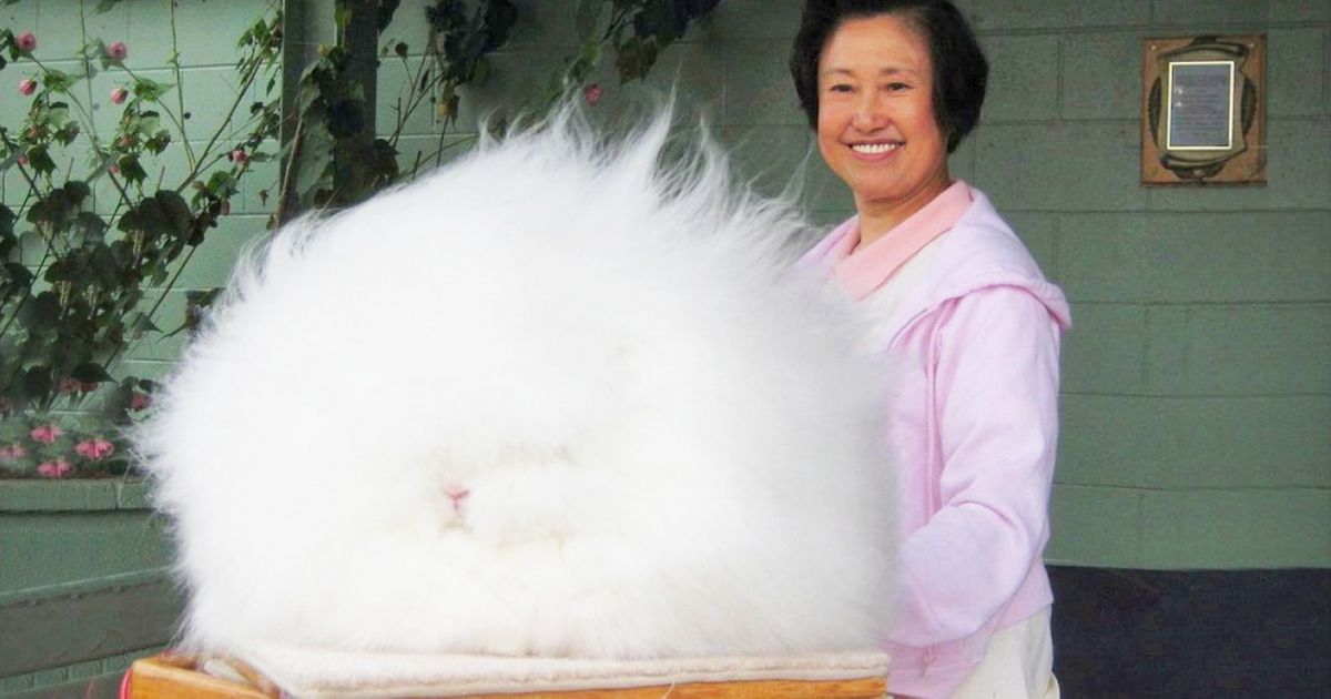 17 zwierząt obdarzonych przez naturę szałowymi fryzurami