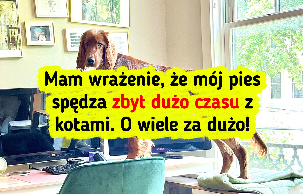 15 zdjęć zwierzaków, które rozbawią cię do łez
