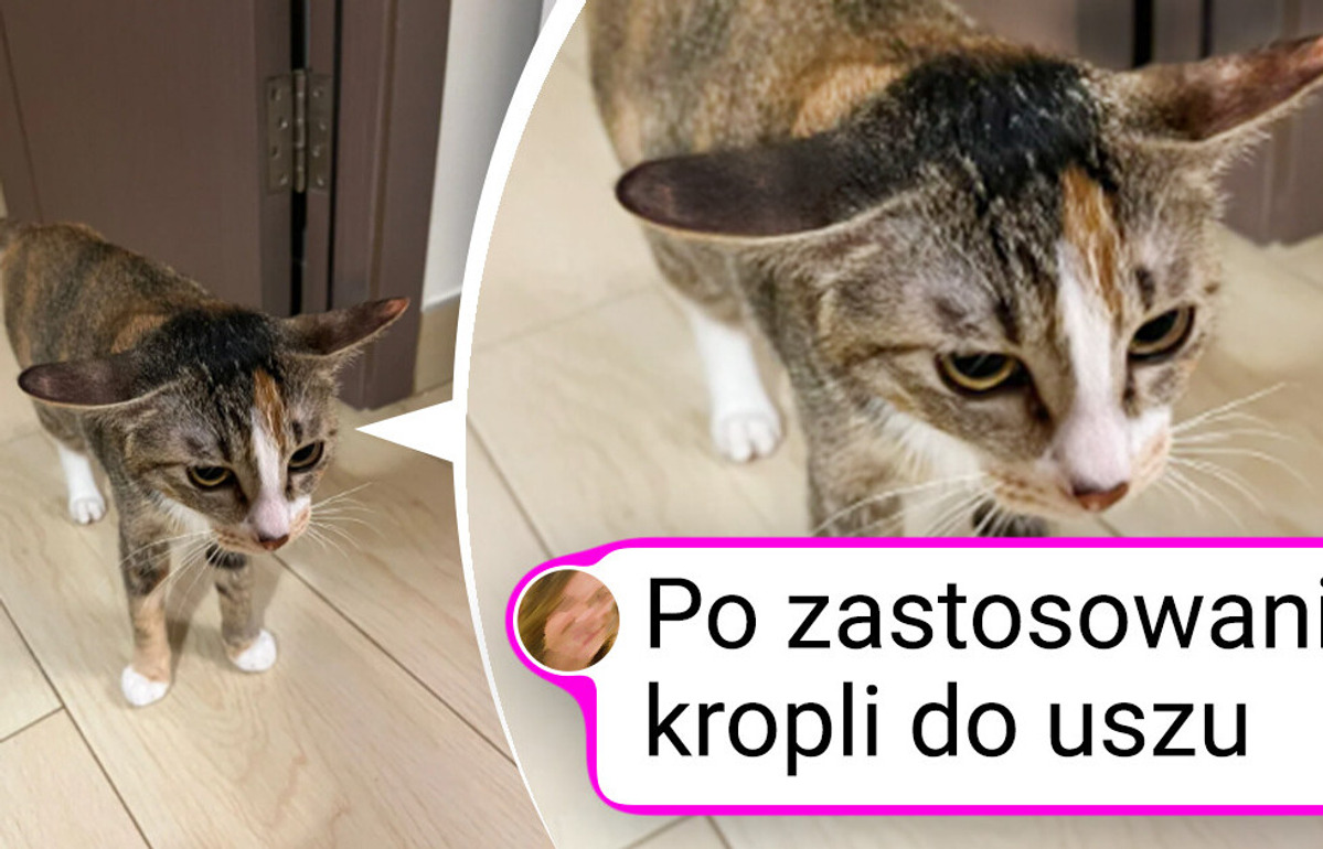 25 zwierzaków, które od razu poprawią ci humor