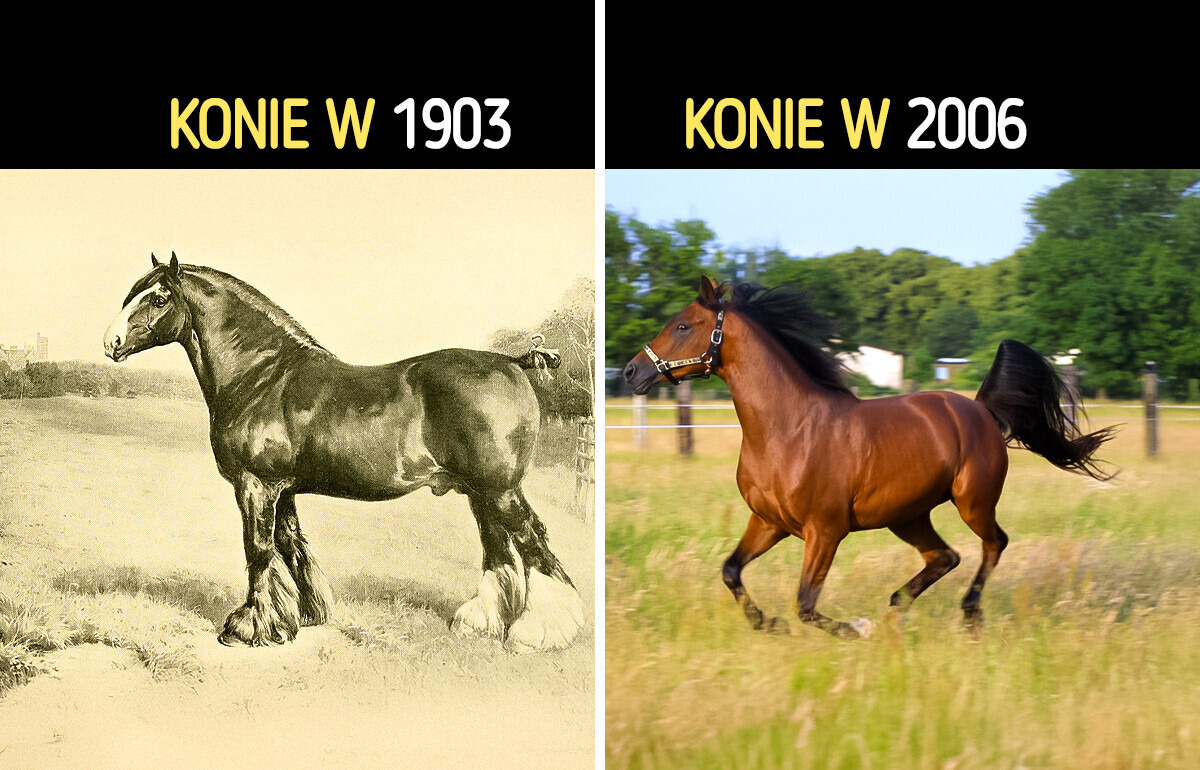 Nie uwierzysz, jak wyglądały te zwierzęta zanim zajęli się nimi ludzie Nie uwierzysz, jak wyglądały te zwierzęta zanim zajęli się nimi ludzie