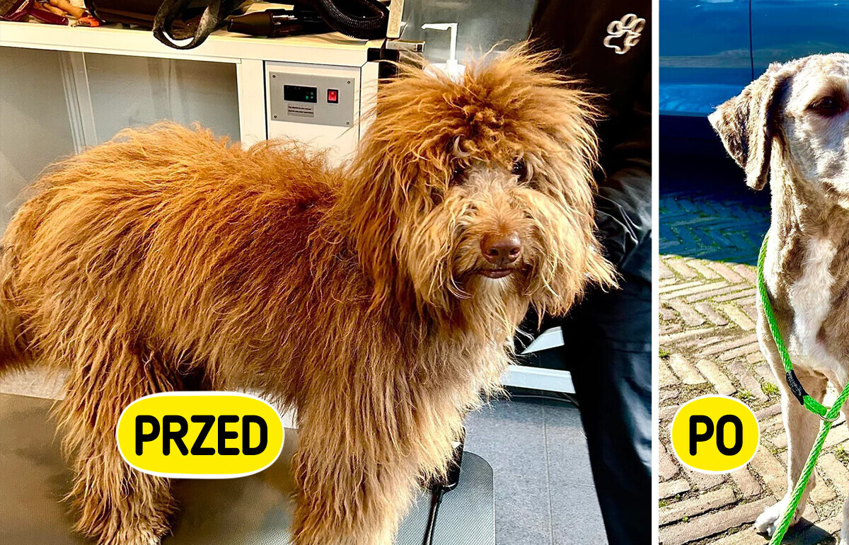 16 psów, które przeszły niesamowitą metamorfozę u groomera 16 psów, które przeszły niesamowitą metamorfozę u groomera