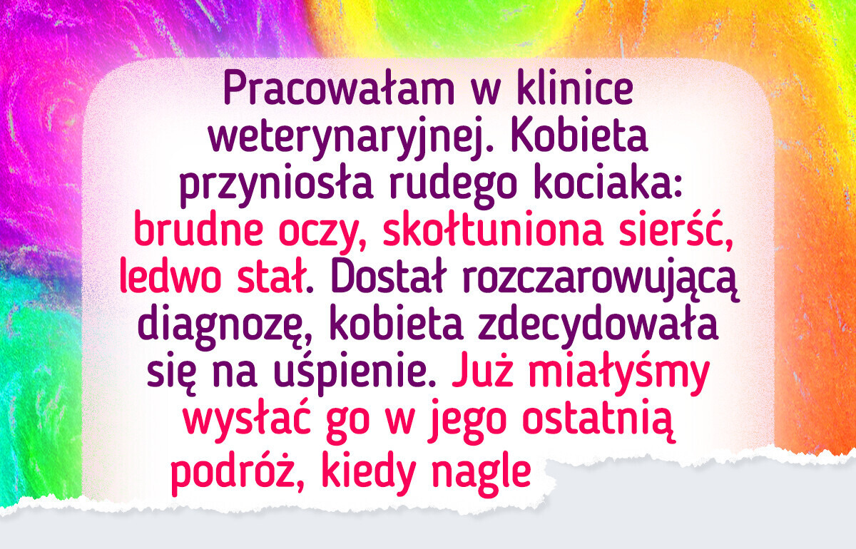 Kociak dostał drugą szansę po tym, jak właściciel zostawił go w klinice weterynaryjnej