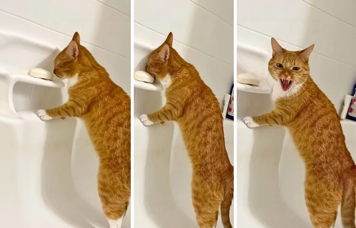 15 zdjęć zwierząt, które sprawią, że się uśmiechniesz