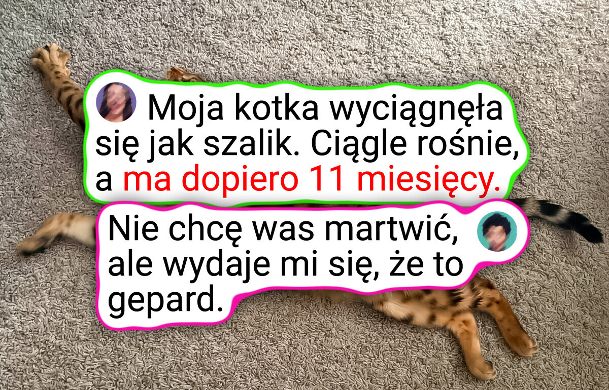 20 kotów, którym należą się brawa za klasę, charyzmę i fotogeniczność